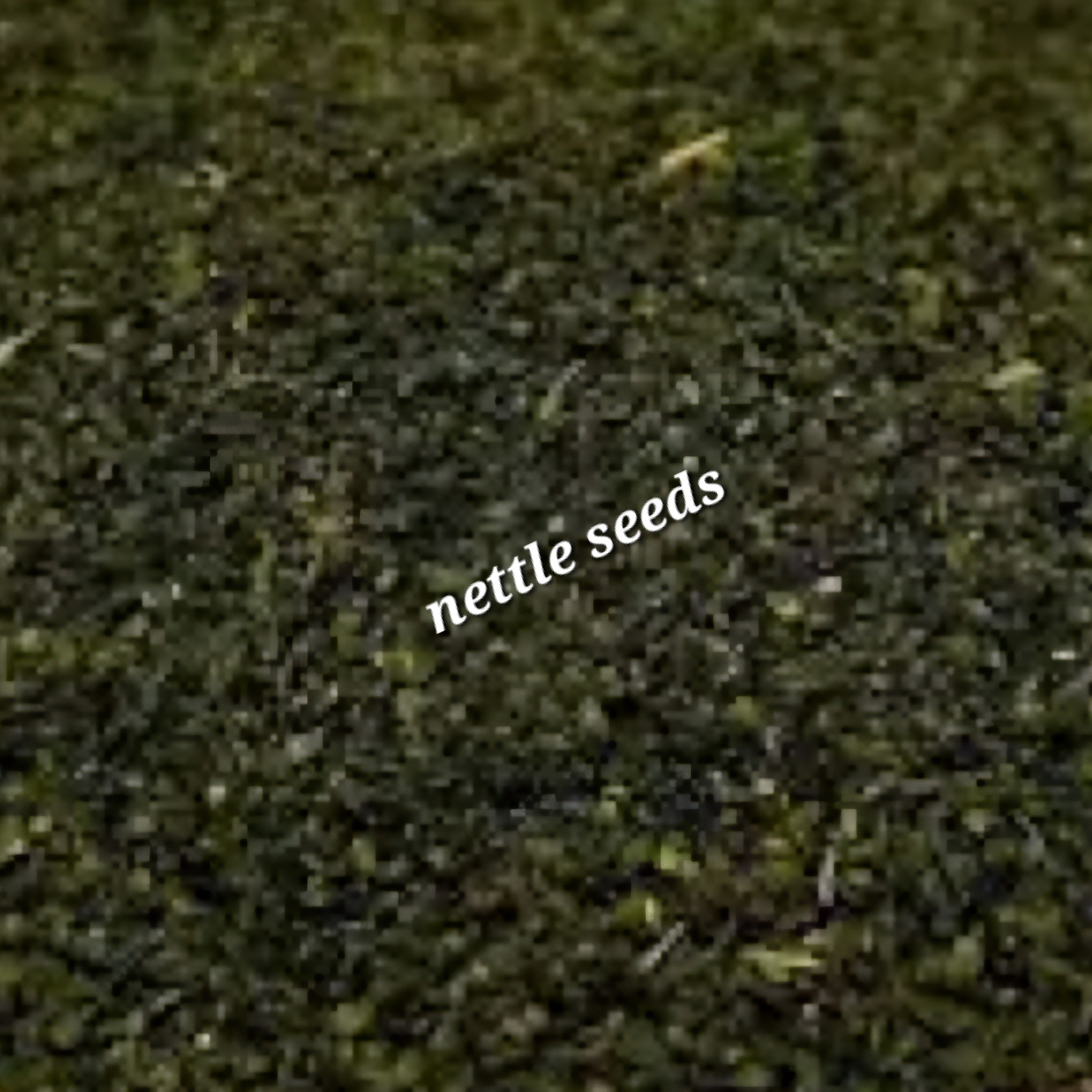 Nettle Seed | Kidney Strength & Adrenal Support